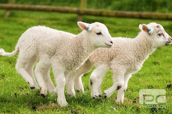 英国农民培育出六腿羊 已取健康证明(图)
