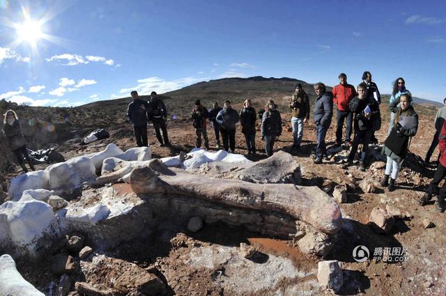 阿根廷发现史上最大恐龙化石 身长超过40米(组图)
