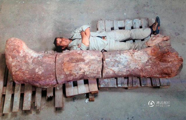 阿根廷发现史上最大恐龙化石 身长超过40米(组图)