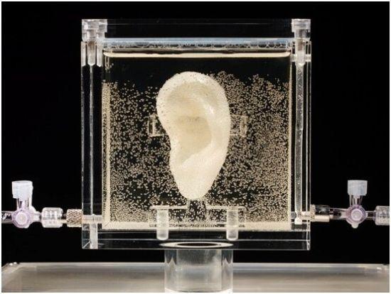 　　德国博物馆展出梵高的复制耳朵