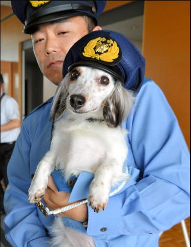 日本狗巡警任宣传大使 协助维护当地治安