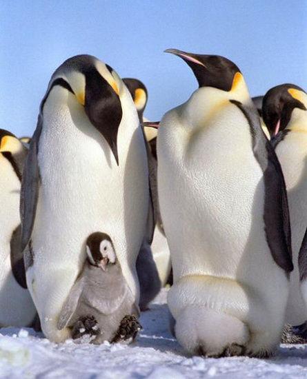 资料图：南极皇帝企鹅。