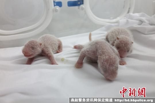卧龙大熊猫“菊笑”产三胞胎 母子情况稳定(图)
