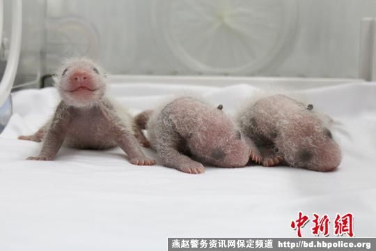 卧龙大熊猫“菊笑”产三胞胎 母子情况稳定(图)